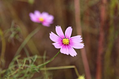 Kore parkında bir çiçek.
