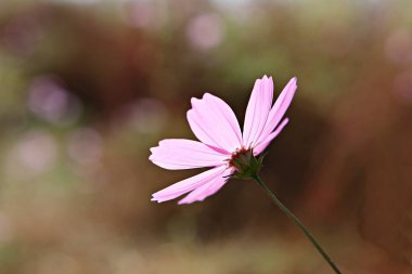 Kore parkında bir çiçek.
