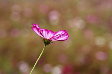 Kore parkında bir çiçek.