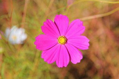 Kore parkında bir çiçek.