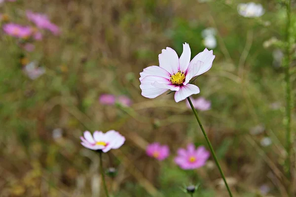 Est Une Fleur Dans Parc Coréen — Photo