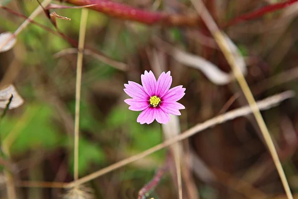 Est Une Fleur Dans Parc Coréen — Photo