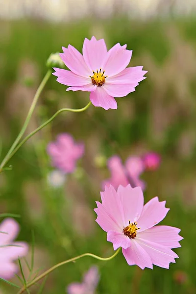 Ist Eine Blume Koreanischem Park — Stockfoto