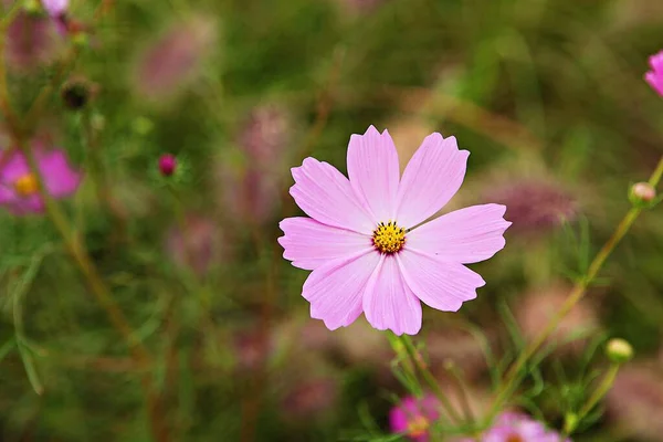 Egy Virág Koreai Parkban — Stock Fotó