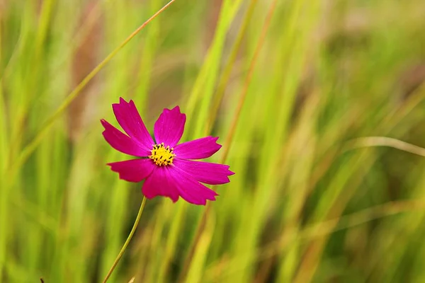 Fiore Parco Coreano — Foto Stock