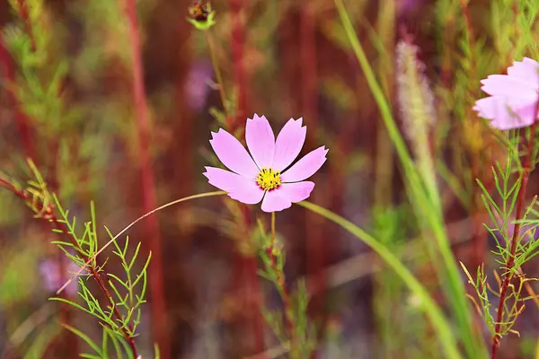 Est Une Fleur Dans Parc Coréen — Photo