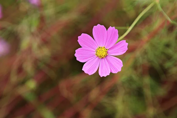 Det Blomma Koreanska Parken — Stockfoto