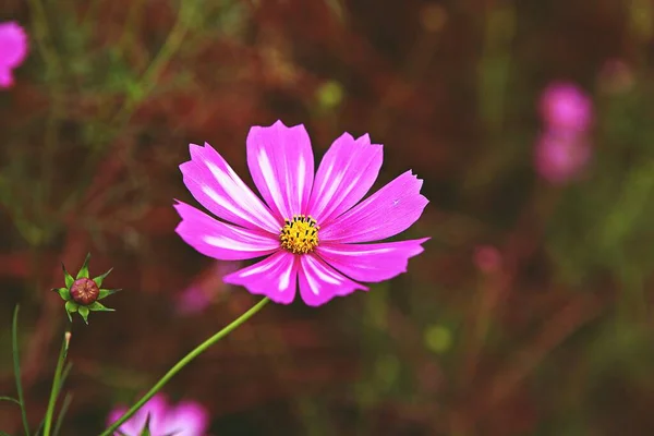 Det Blomma Koreanska Parken — Stockfoto