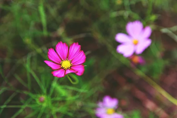 Είναι Ένα Λουλούδι Στο Κορεάτικο Πάρκο — Φωτογραφία Αρχείου
