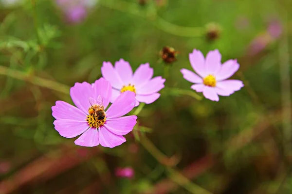 Det Blomma Koreanska Parken — Stockfoto