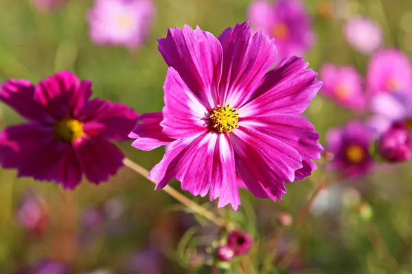 Flower Korean Park — Stock Photo, Image