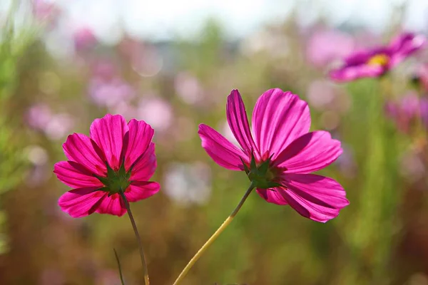 Flower Korean Park — стоковое фото