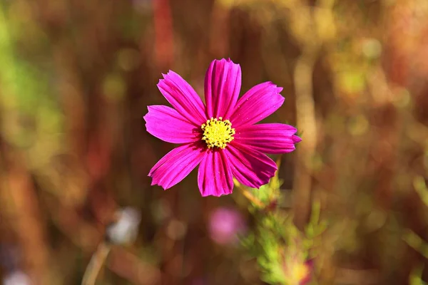 Est Une Fleur Dans Parc Coréen — Photo