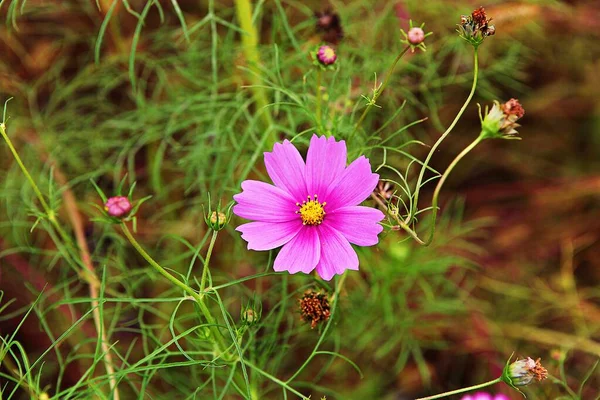 Est Une Fleur Dans Parc Coréen — Photo