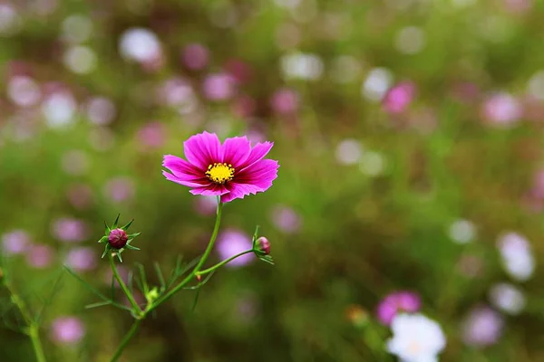 Fiore Parco Coreano — Foto Stock