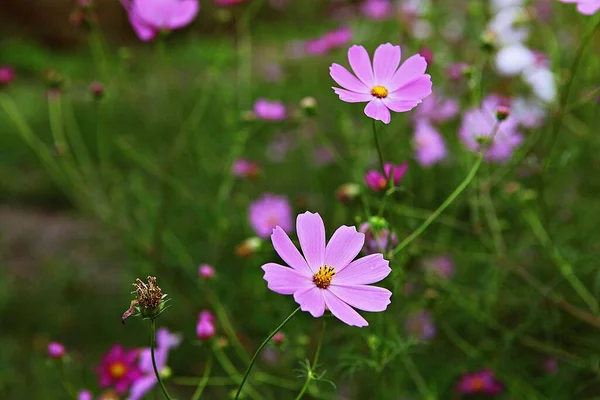 Fiore Parco Coreano — Foto Stock