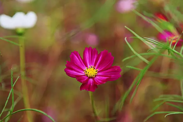 Fiore Parco Coreano — Foto Stock