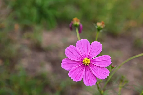 Det Blomma Koreanska Parken — Stockfoto