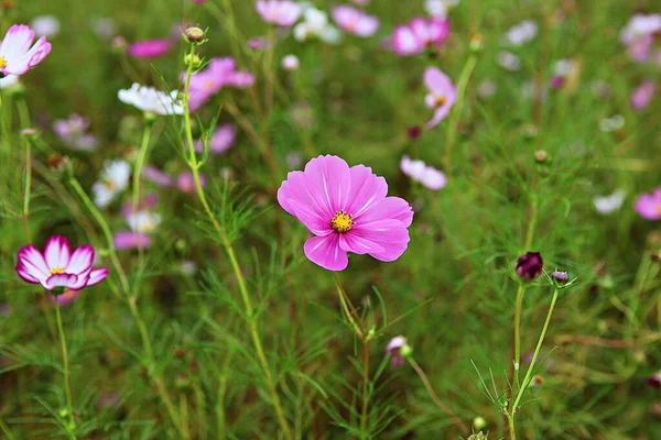 Fiore Parco Coreano — Foto Stock