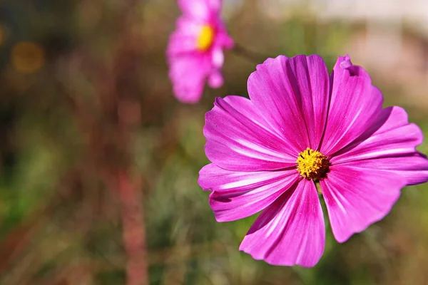 Flower Korean Park — Stock Photo, Image