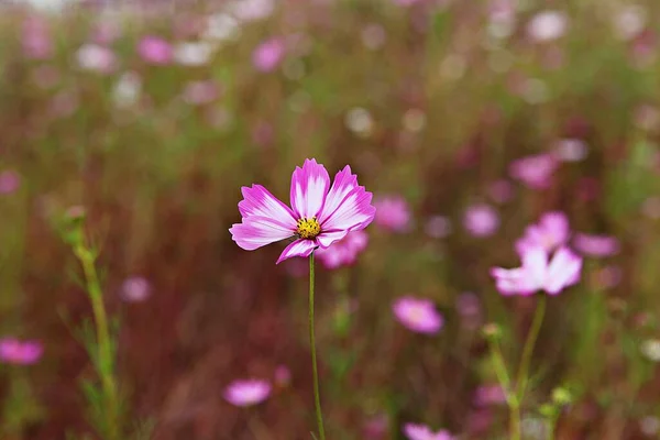 Est Une Fleur Dans Parc Coréen — Photo