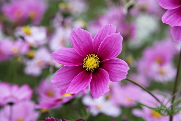 Flower Korean Park — Stock Photo, Image