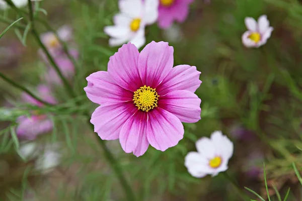 韓国公園内の花です — ストック写真