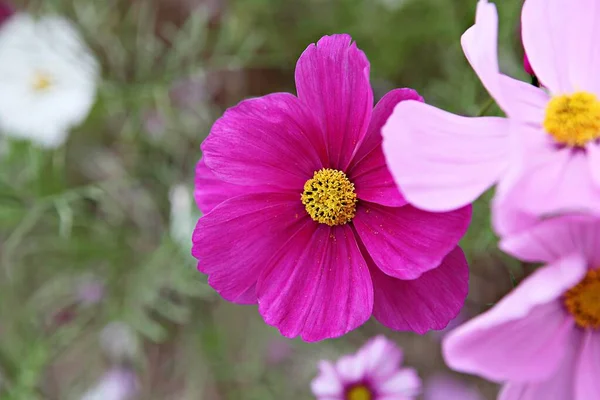 Una Flor Parque Coreano —  Fotos de Stock