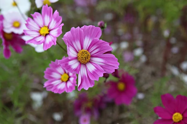 Flower Korean Park — Stock Photo, Image