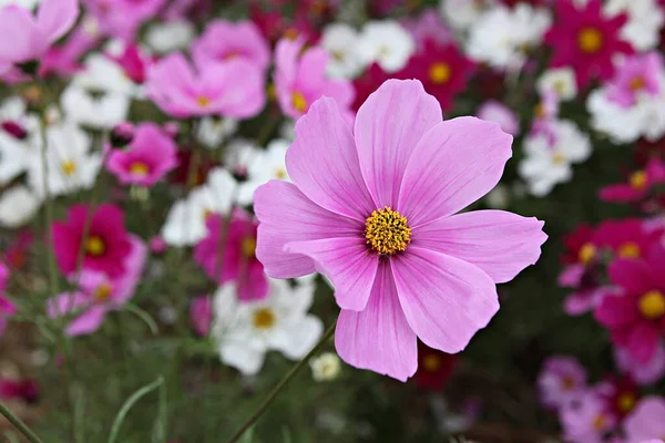 韓国公園内の花です — ストック写真