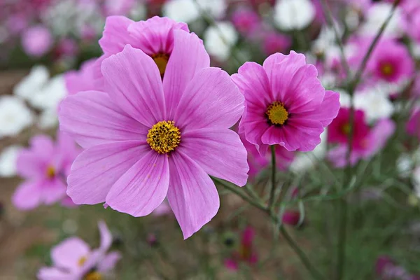 Flower Korean Park — Stock Photo, Image