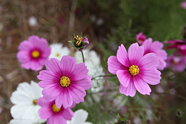 Květina Korejském Parku — Stock fotografie