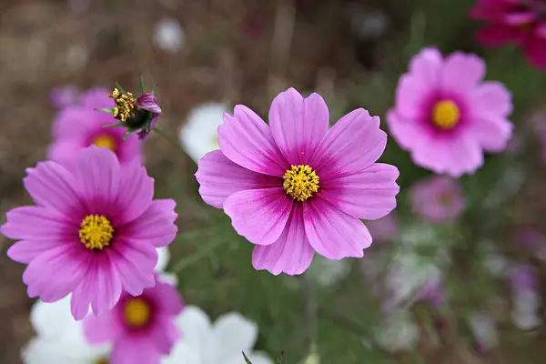 Flower Korean Park — Stock Photo, Image