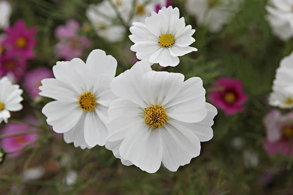 Flower Korean Park — Stock Photo, Image