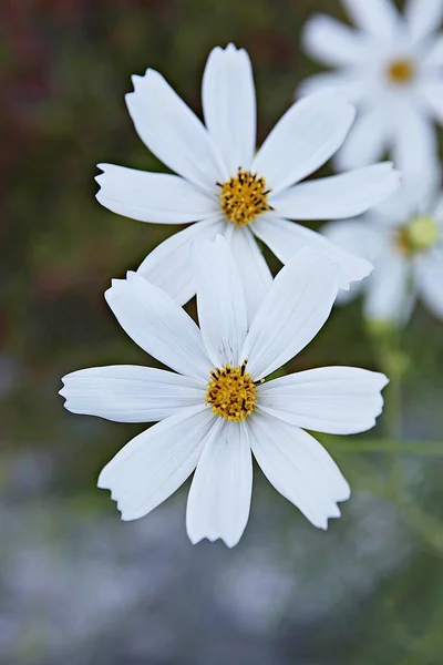 Una Flor Parque Coreano —  Fotos de Stock