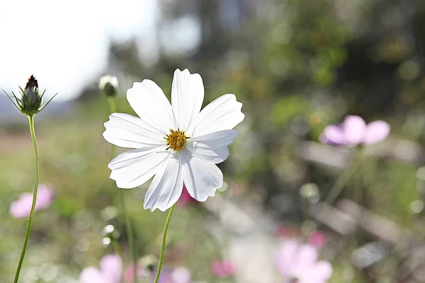 Flower Korean Park — Stock Photo, Image