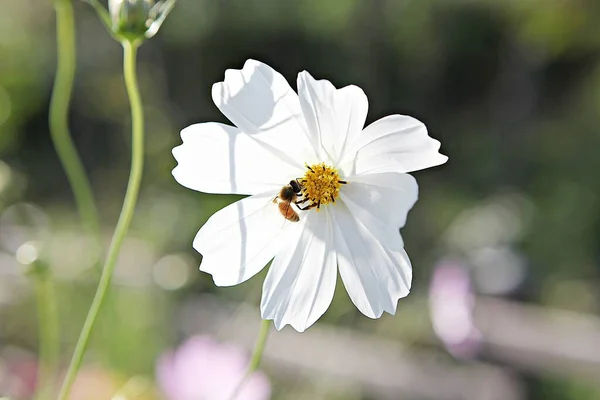 Una Flor Parque Coreano —  Fotos de Stock