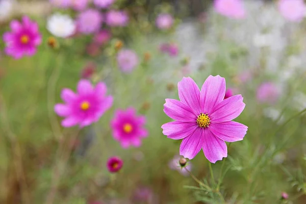 Flower Korean Park — Stock Photo, Image