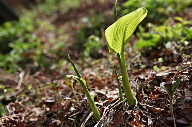 Kore 'de bir bitkidir.