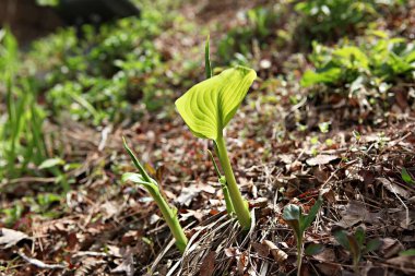 Kore 'de bir bitkidir.