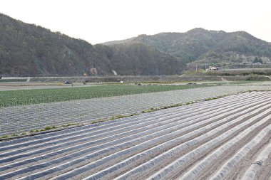 Kore 'de bir bitkidir.