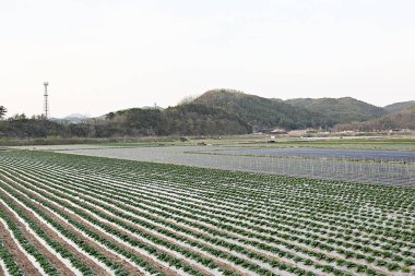 Kore 'de bir bitkidir.