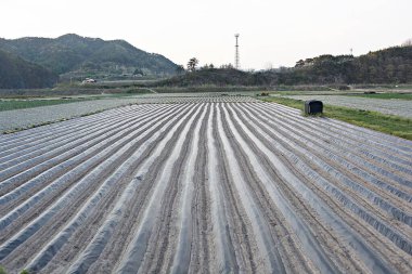 Kore 'de bir bitkidir.