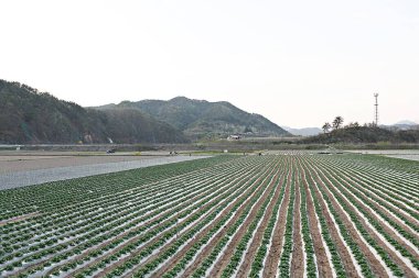 Kore 'de bir bitkidir.