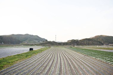 Kore 'de bir bitkidir.