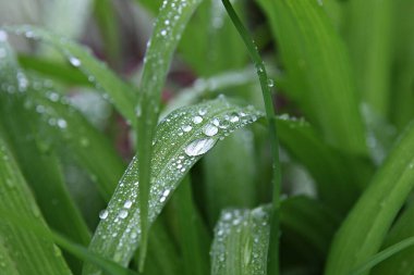 Kore 'de bir bitkidir.