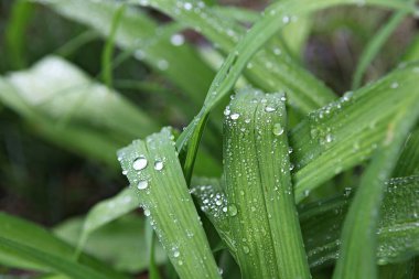 Kore 'de bir bitkidir.