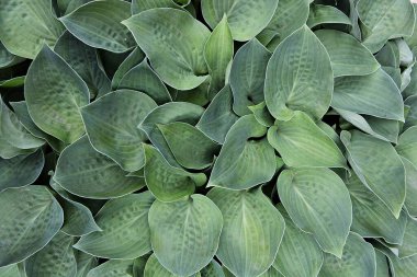 Kore 'de bir bitkidir.