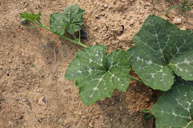 Kore 'de bir bitkidir.