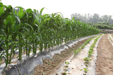 Kore 'de bir bitkidir.